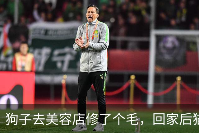 狗子去美容店修了个毛，回家后猫咪直接炸毛：这丑狗是谁？铲屎的，你接错狗了吧！
